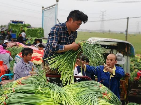 今曰苍山大蒜最新价格