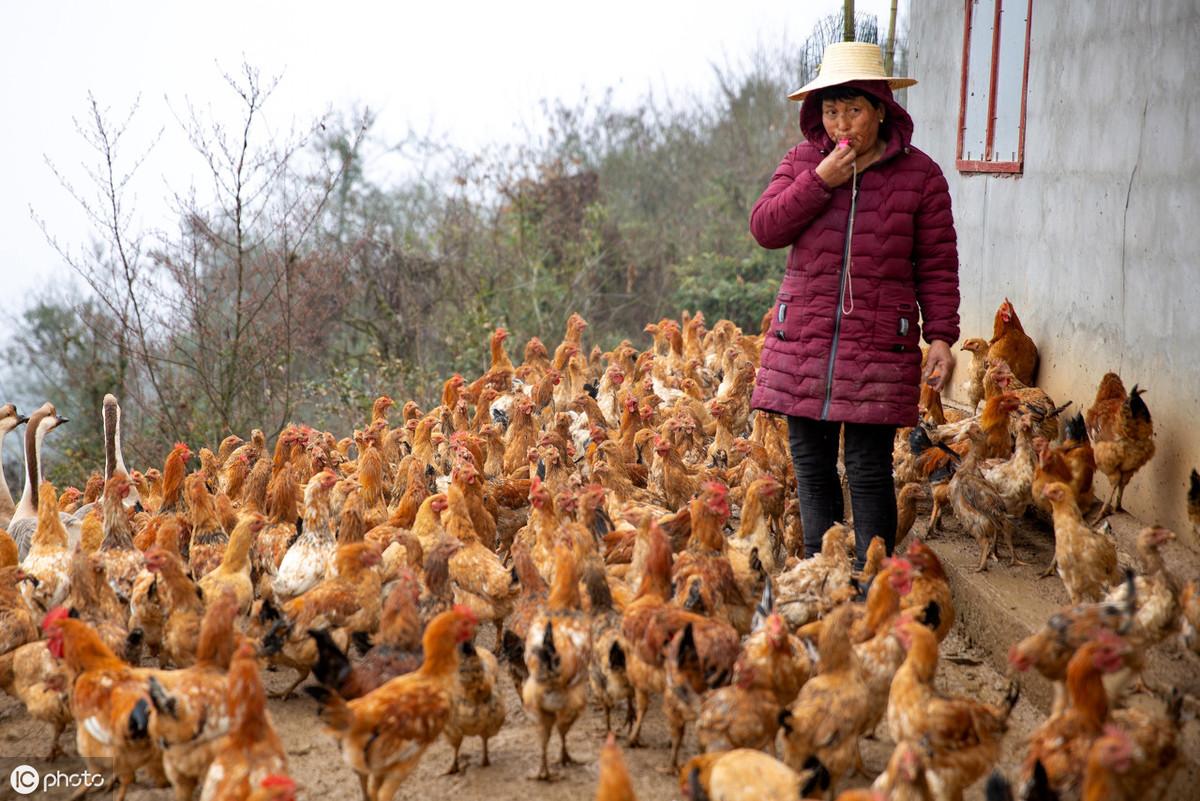 吉林肉毛鸡的最新价格