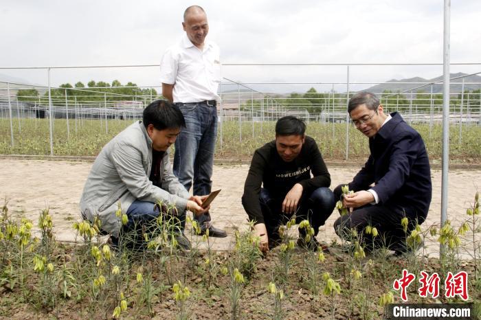 澳门正版资料大全免费歇后语,最新动态解答方案_交互版2.763