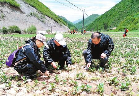 岷县昨日新闻概览，最新消息汇总