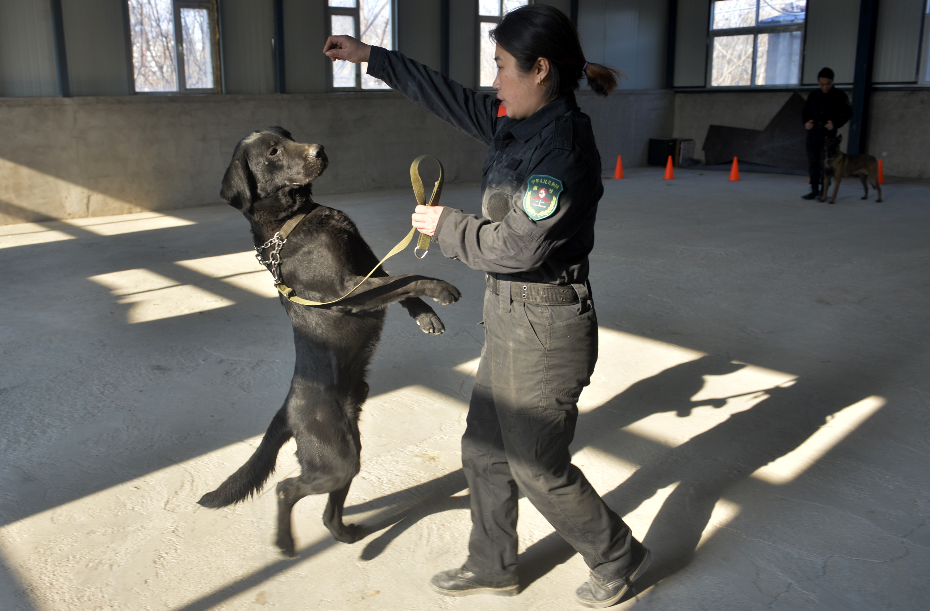 优质宠物体验，最新已训练科目犬出售