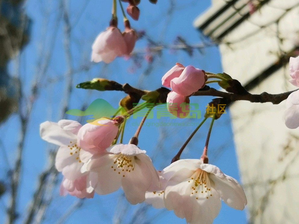 花开馥郁 第3页