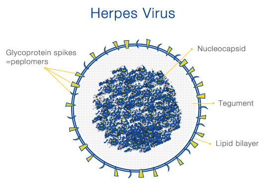 HSV病毒最新科研成果深度解析