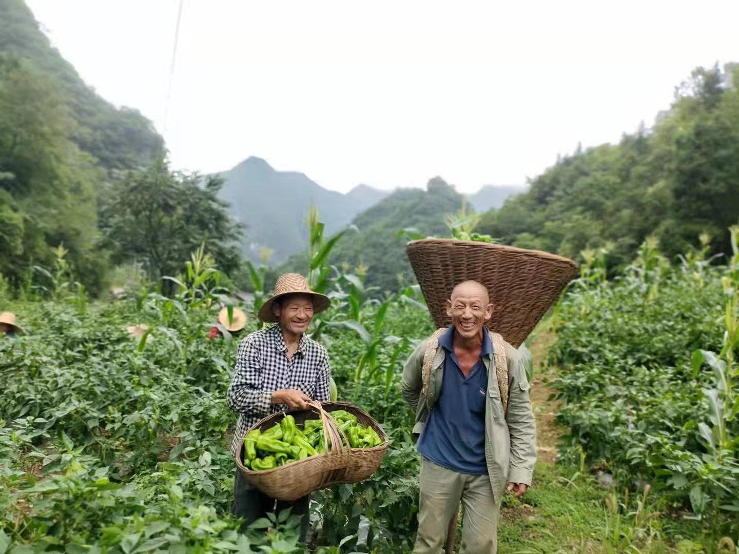 兴山县市场监督管理局最新发展规划概览