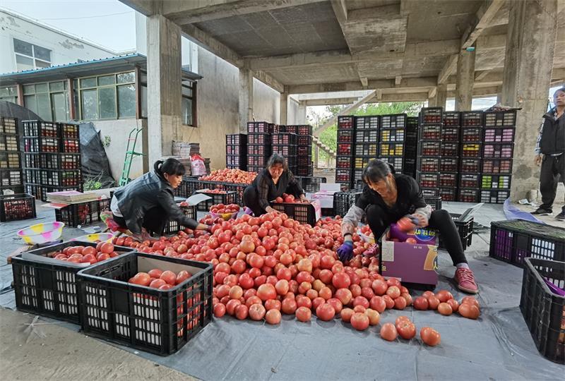 双柏县公路运输管理事业单位最新项目概览及进展