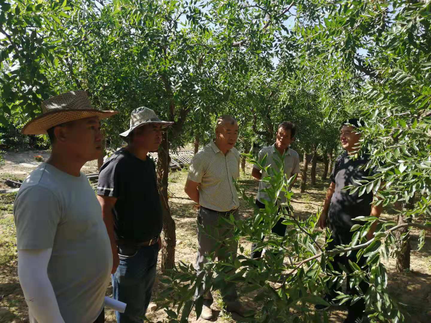 桃树坪社区居委会最新新闻动态报道