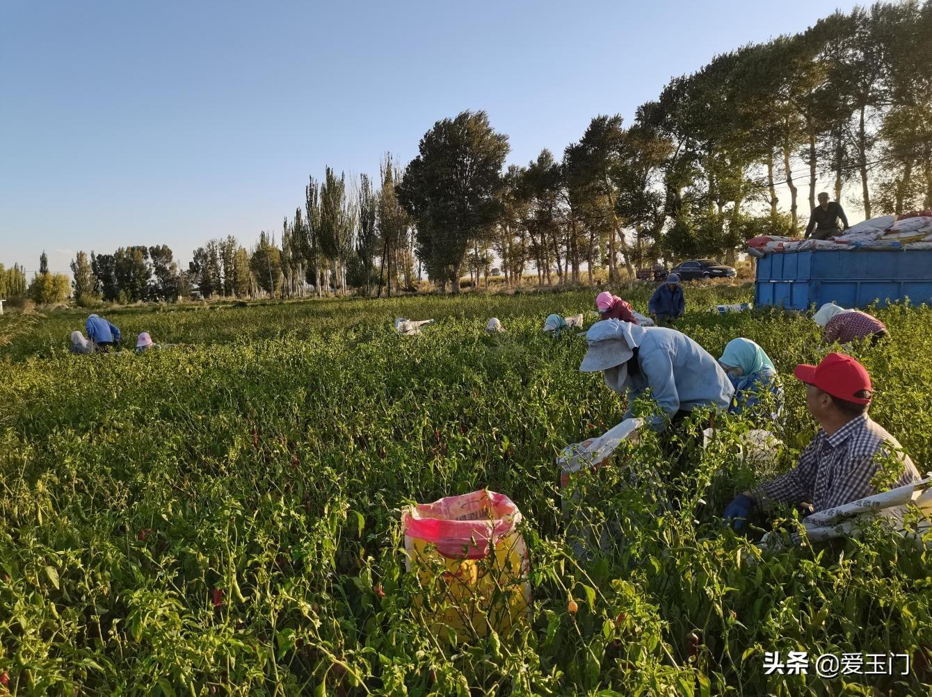 黄闸湾村委会招聘公告发布，最新职位及要求汇总